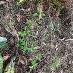 Asparagus asparagoides at Watson, ACT - 22 Jul 2024 03:24 PM