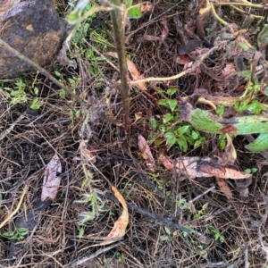 Asparagus asparagoides at Watson, ACT - 22 Jul 2024 03:24 PM