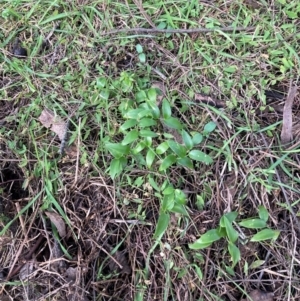 Asparagus asparagoides at Watson, ACT - 22 Jul 2024