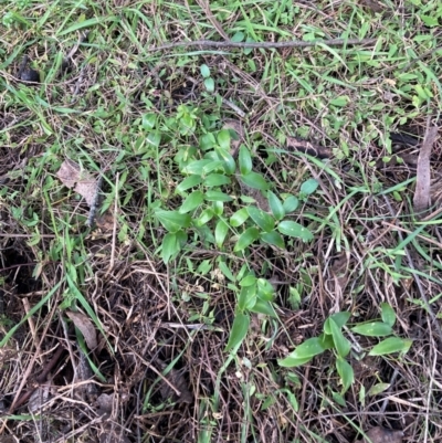 Asparagus asparagoides (Bridal Creeper, Florist's Smilax) at Watson, ACT - 22 Jul 2024 by waltraud