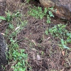 Asparagus asparagoides at Watson, ACT - 22 Jul 2024