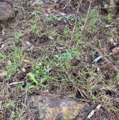 Asparagus asparagoides at Watson, ACT - 22 Jul 2024