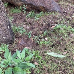 Asparagus asparagoides at Watson, ACT - 22 Jul 2024