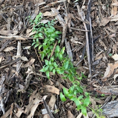 Asparagus asparagoides (Bridal Creeper, Florist's Smilax) at Watson, ACT - 22 Jul 2024 by waltraud