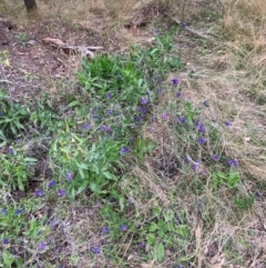 Echium plantagineum (Paterson's Curse) at Watson, ACT - 22 Jul 2024 by waltraud