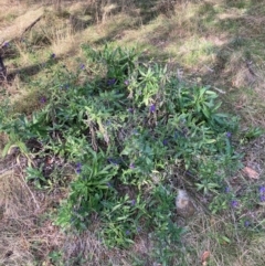 Echium plantagineum (Paterson's Curse) at Watson, ACT - 22 Jul 2024 by waltraud