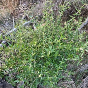 Olea europaea subsp. cuspidata at Watson, ACT - 22 Jul 2024