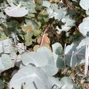 Eucalyptus cinerea subsp. cinerea at Watson, ACT - 22 Jul 2024