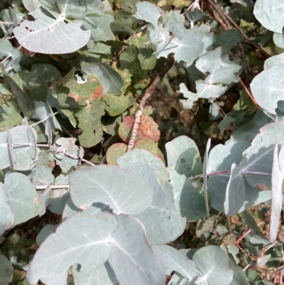 Eucalyptus cinerea subsp. cinerea (Argyle Apple) at Watson, ACT - 22 Jul 2024 by waltraud