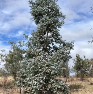 Eucalyptus cinerea subsp. cinerea at Watson, ACT - 22 Jul 2024