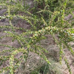 Acacia paradoxa (Kangaroo Thorn) at Watson, ACT - 22 Jul 2024 by waltraud