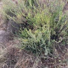 Lavandula stoechas (Spanish Lavender or Topped Lavender) at Watson, ACT - 22 Jul 2024 by waltraud