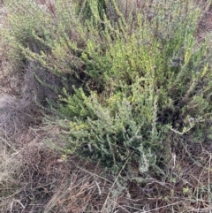 Lavandula stoechas (Spanish Lavender or Topped Lavender) at Watson, ACT - 22 Jul 2024 by waltraud