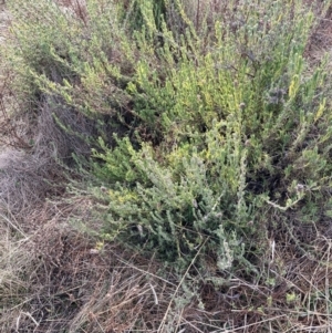 Lavandula stoechas at Watson, ACT - 22 Jul 2024