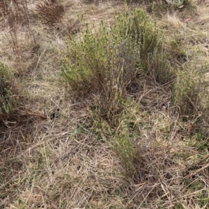 Lavandula stoechas at Watson, ACT - 22 Jul 2024