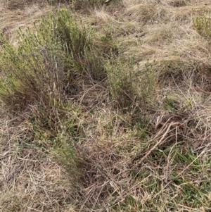 Lavandula stoechas at Watson, ACT - 22 Jul 2024