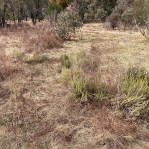 Lavandula stoechas at Watson, ACT - 22 Jul 2024