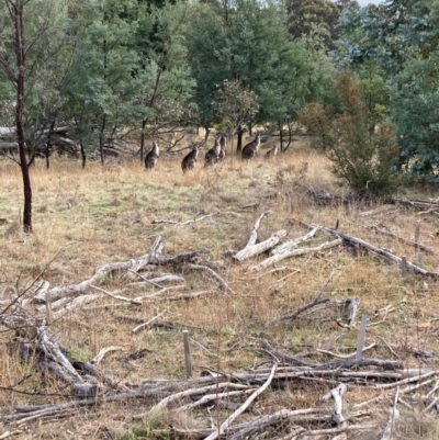 Macropus giganteus (Eastern Grey Kangaroo) at Watson, ACT - 22 Jul 2024 by waltraud