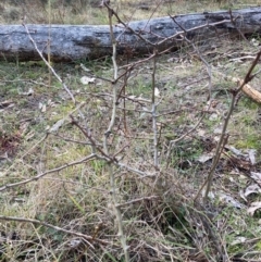 Crataegus monogyna (Hawthorn) at Watson, ACT - 22 Jul 2024 by waltraud