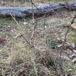 Crataegus monogyna at Watson, ACT - 22 Jul 2024