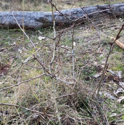 Crataegus monogyna (Hawthorn) at Watson, ACT - 22 Jul 2024 by waltraud