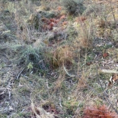 Nassella trichotoma (Serrated Tussock) at Watson, ACT - 22 Jul 2024 by waltraud