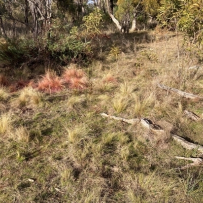 Nassella trichotoma (Serrated Tussock) at Watson, ACT - 22 Jul 2024 by waltraud