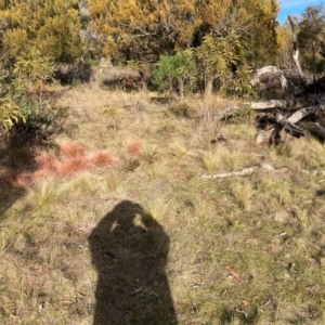 Nassella trichotoma at Watson, ACT - 22 Jul 2024