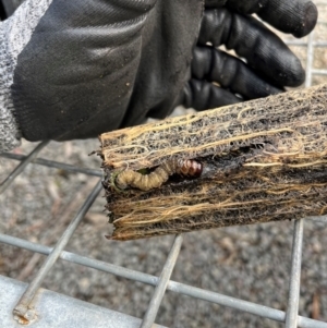 Hepialidae (family) IMMATURES at Molonglo, ACT - 23 Jul 2024