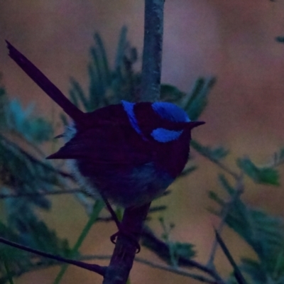 Malurus cyaneus (Superb Fairywren) at Yea Wetlands John Cummins Reserve - 14 Jul 2024 by jb2602
