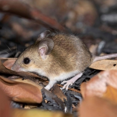 Pseudomys delicatulus (Delicate Mouse) at Rakula, NT - 22 Jun 2022 by MichaelBedingfield