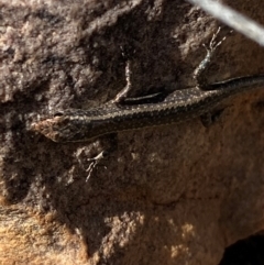 Cryptoblepharus australis at Gunderbooka, NSW - 25 Jun 2024 by Tapirlord