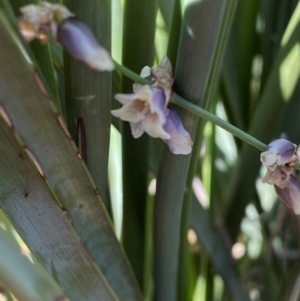 Lomandra patens at Gunderbooka, NSW - 25 Jun 2024