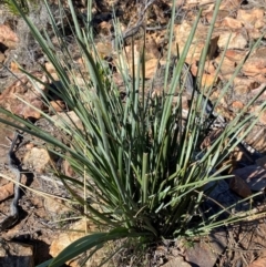 Lomandra patens at Gunderbooka, NSW - 25 Jun 2024