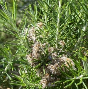 Cassinia laevis subsp. rosmarinifolia (Curry Bush) at Gunderbooka, NSW by Tapirlord