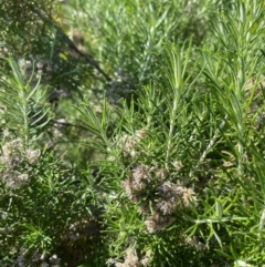 Cassinia laevis subsp. rosmarinifolia at Gunderbooka, NSW - 25 Jun 2024