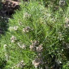 Cassinia laevis subsp. rosmarinifolia at Gunderbooka, NSW - 25 Jun 2024