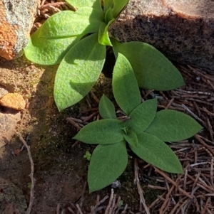 Pterostylis cobarensis at Gunderbooka, NSW - 25 Jun 2024