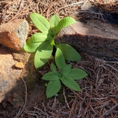 Pterostylis cobarensis at Gunderbooka, NSW - 25 Jun 2024