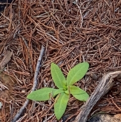 Pterostylis cobarensis at Gunderbooka, NSW - suppressed