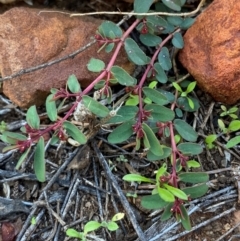 Euphorbia drummondii (Caustic Weed) at Gunderbooka, NSW - 25 Jun 2024 by Tapirlord