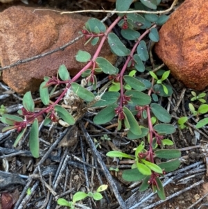 Euphorbia drummondii (Caustic Weed) at Gunderbooka, NSW by Tapirlord