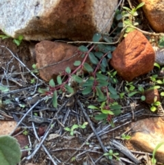 Euphorbia drummondii at Gunderbooka, NSW - 25 Jun 2024