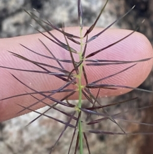 Aristida capital-medusae at Gunderbooka, NSW - 25 Jun 2024 10:53 AM