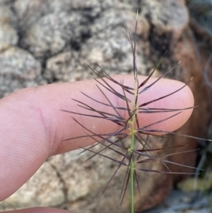 Aristida capital-medusae at Gunderbooka, NSW - 25 Jun 2024