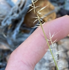 Aristida capital-medusae at Gunderbooka, NSW - 25 Jun 2024