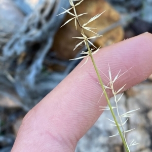 Aristida capital-medusae at Gunderbooka, NSW - 25 Jun 2024 10:53 AM