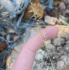 Aristida capital-medusae at Gunderbooka, NSW - 25 Jun 2024 10:53 AM