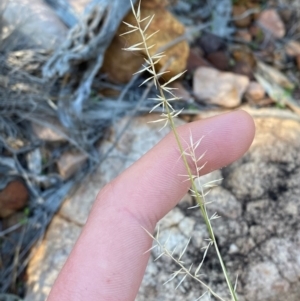 Aristida capital-medusae at Gunderbooka, NSW - 25 Jun 2024