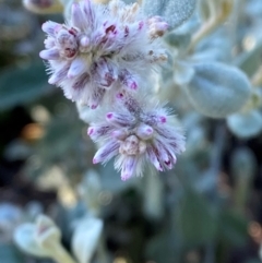 Ptilotus obovatus (Cotton Bush) at Gunderbooka, NSW - 25 Jun 2024 by Tapirlord